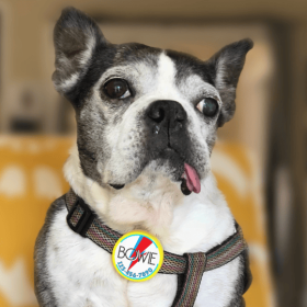 Bowie Ziggy Stardust Tag- Silent, Eco-Friendly, Ringless ID Tag (Base Color: Purple Ecoplastic, size: large)